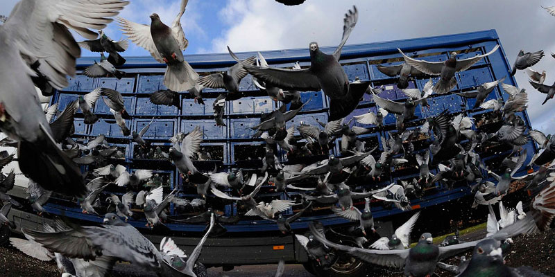 Отпугивание птичьих стай в Кумертау от ДЕЗ-Комфорт - фото